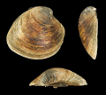 QUAHOG