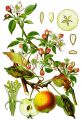 POMMIER