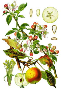 POMMIER
