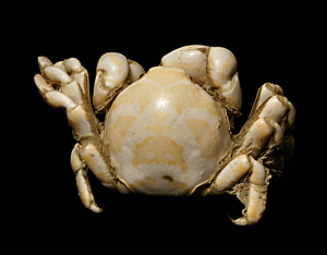 PINNOTHÈRE