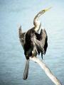 ANHINGA