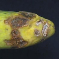 RHIZOCTONE