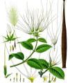 STROPHANTUS