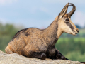 CHAMOIS