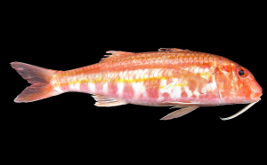 MULLIDÉ