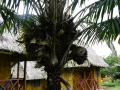 PHYTÉLÉPHAS