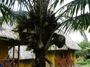 PHYTÉLÉPHAS