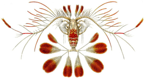COPÉPODE
