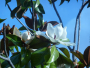 une fleur de magnolia