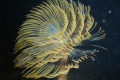 SPIROGRAPHE