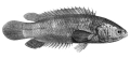 ANABAS