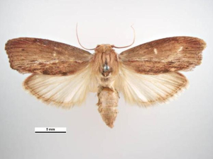 GALLÉRIE