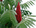 SUMAC