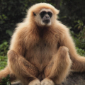 GIBBON