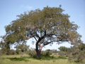 NÉRÉ