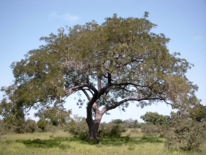NÉRÉ