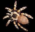 MYGALE