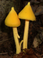 ENTOLOME