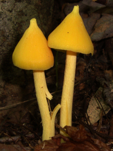 ENTOLOME