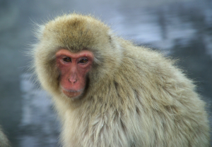 MACAQUE