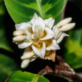 CALATHÉA