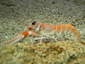 LANGOUSTINE