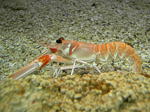 LANGOUSTINE