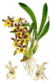 ONCIDIUM