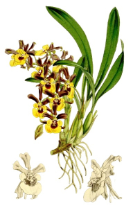ONCIDIUM