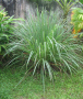 Image citronnelle Image citronnelle