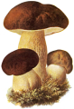 CÈPE