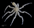 PANTOPODE