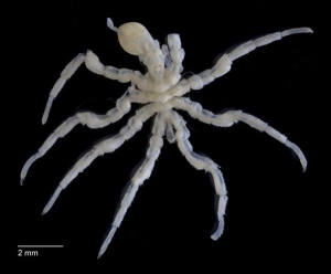 PANTOPODE