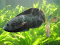 TILAPIA