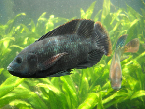 TILAPIA