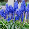MUSCARI