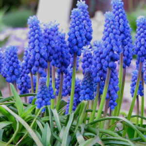 MUSCARI