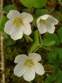 OXALIS