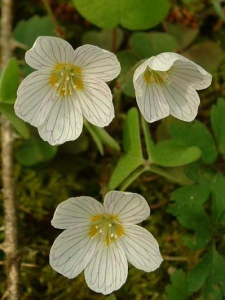 OXALIS