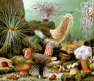 des anémones de mer