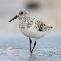 SANDERLING