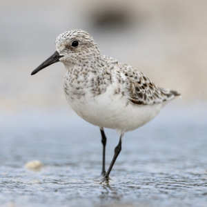 SANDERLING