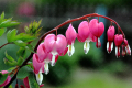 DICENTRA