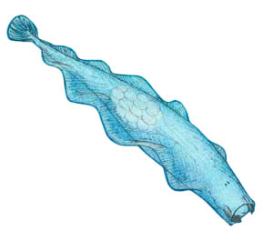 CHÉTOGNATHE