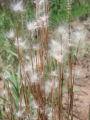 ANDROPOGON