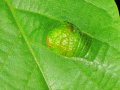 PHYTOPTE