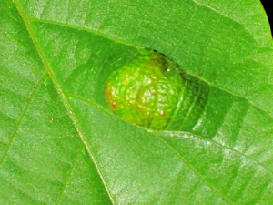 PHYTOPTE