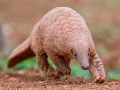 PANGOLIN