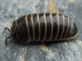 GLOMÉRIS