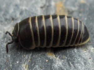 GLOMÉRIS